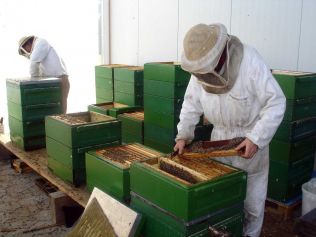 Arbeiten am Bienenvolk