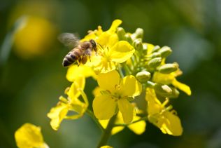 Honigbiene an Rapsblüte