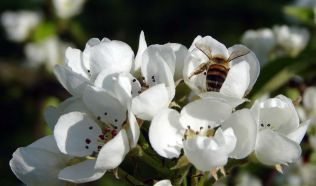 Biene an Akazienblüte